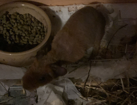 Male skinny werewolf pig baby for sale 8weeks old
