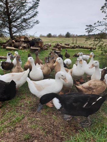 POL Pekins for sale