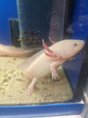 Stunning Pink Axolotls