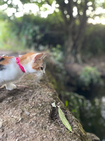 Stunning kitten for sale
