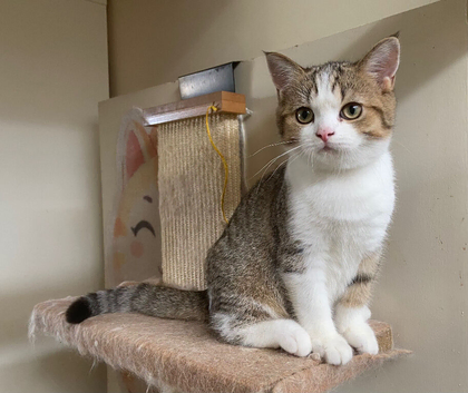 Full Pedigree Kittens