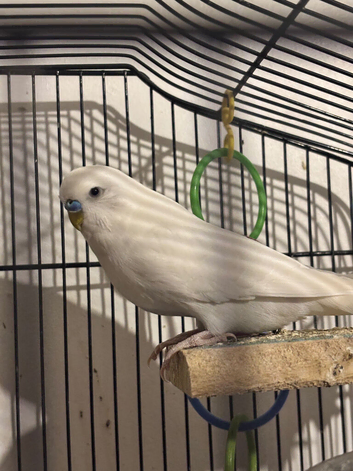 Sweet budgie comes with cage