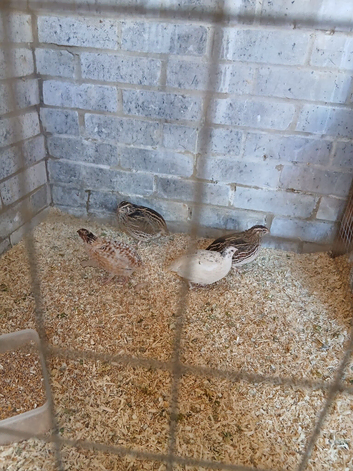 Quails
