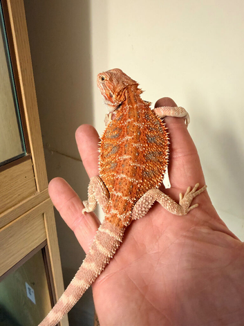 50% red monster bearded dragon
