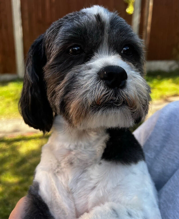 Lhasa apso X shih tzu puppies