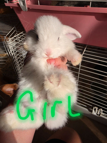 Baby French lops