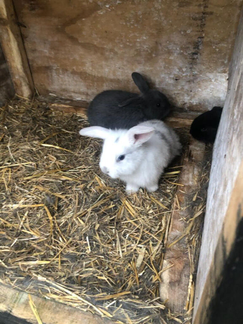 Striped baby mix breed rabbit