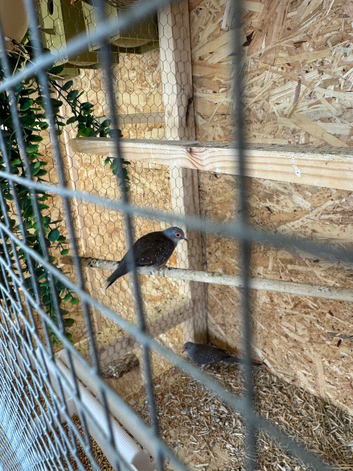 Diamond doves proven pair