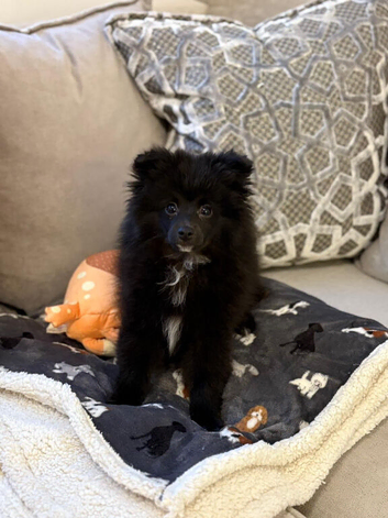 Pomeranian for sale 15 weeks