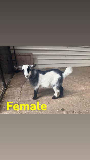 Pygmy goats