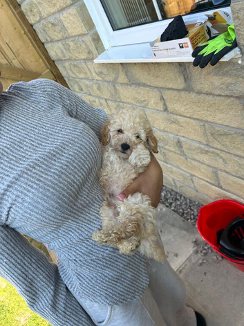 Asian extra Mini maltipoo ready to go(1 boy left