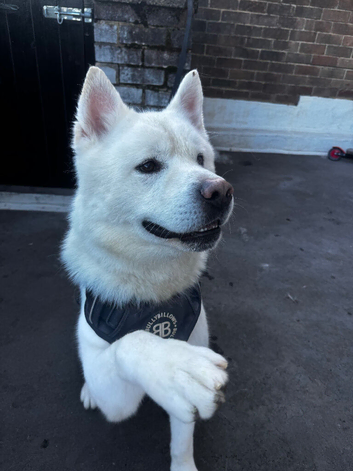 Japanese Akita