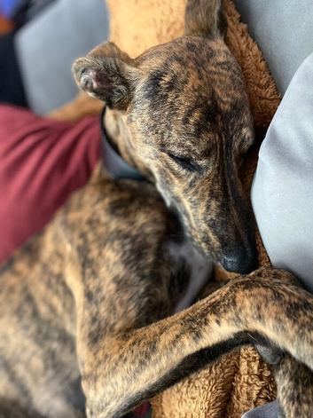 Beautiful boy needing a loving patient home