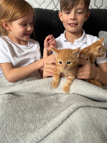 BEAUTIFUL GINGER/GINGER WHITE BOY KITTENS FOR SALE