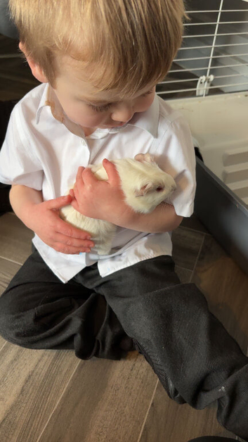 2 female guinea pigs age 7 month roughly
