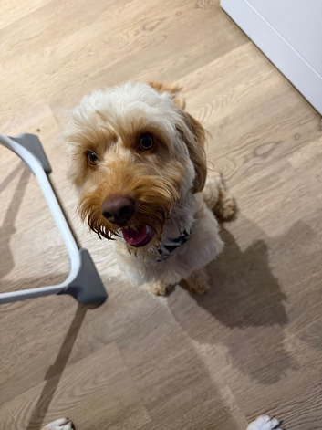 Biscuit