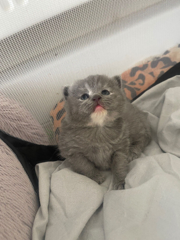 British short hair kittens