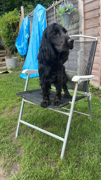Female cocker spaniel