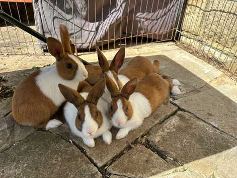 Beautiful Baby Dutch bunnies 8 weeks