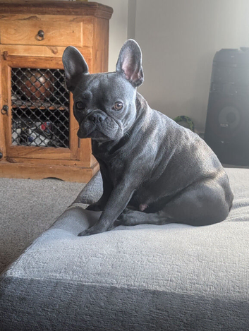 French bulldog pups
