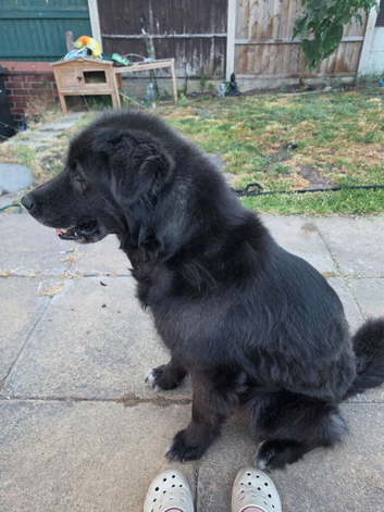 9 year old female Gsd x malamute