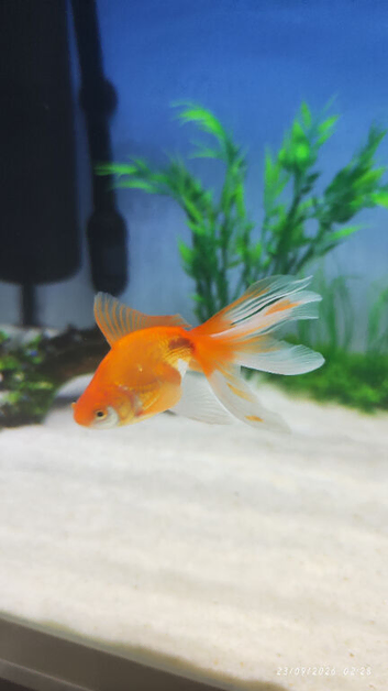Fancy goldfish