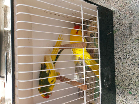 Kakarikis  for sale