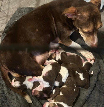 Short leg Jack Russell puppy&rsquo;s 3 boys and 2 girls