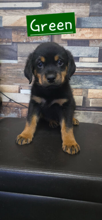 ONLY 1 HANDSOME ROTTWEILER BOY LEFT!