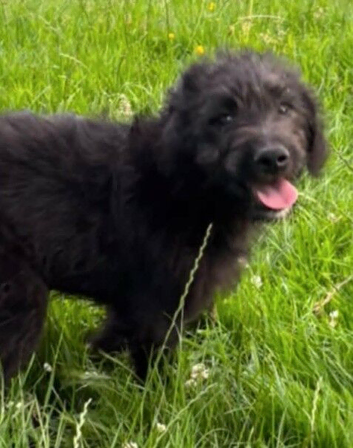 2 gorgeous huntaway x puppies for sale