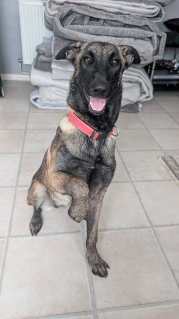Belgian shepherd pappy