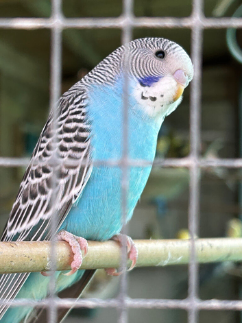 Beautiful young budgies