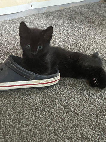3 black kittens