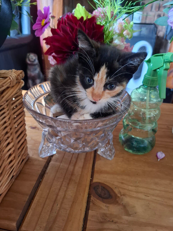 Stunning kittens for sale
