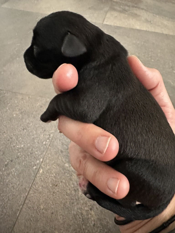 Kc registered Miniature Schnauzer pups BOYS GIRL