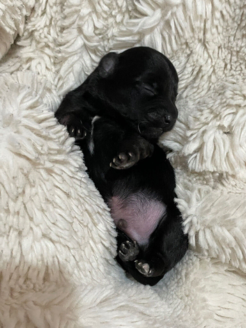 Short legged Jack Russell puppy&rsquo;s