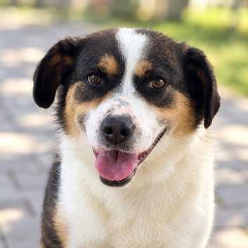 FLO - Loving Medium-Sized Collie Shepherd Cross for Adoption