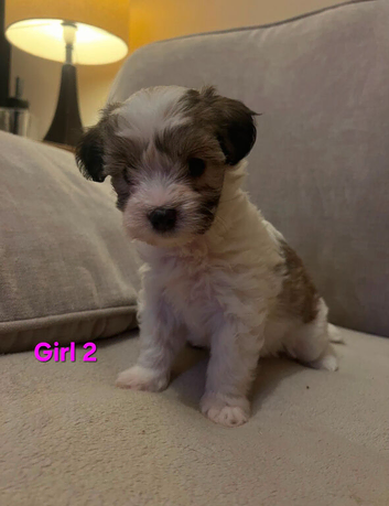 READY NOW GORGEOUSE SABLE MALTIPOO PUPPIES