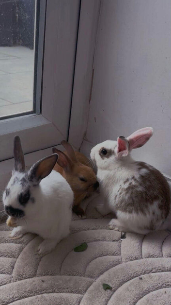 2 female rabbits