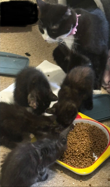 4 beautiful kittens