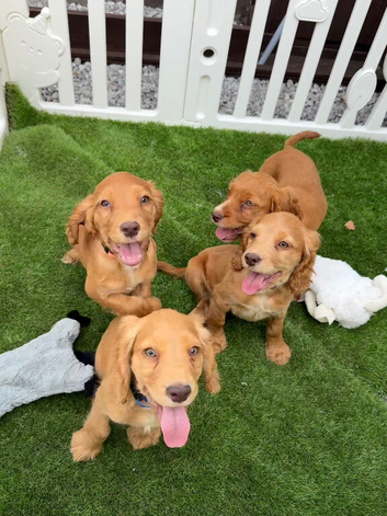 Ready to leave Beautiful GOLDEN COCKER SPANIEL PUPPIES &ndash; LOVING FOREVER HOMES SOUGHT