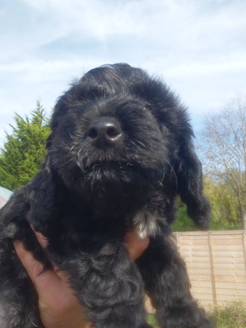 Beautiful Fluffy Jack-A-Poo Puppies