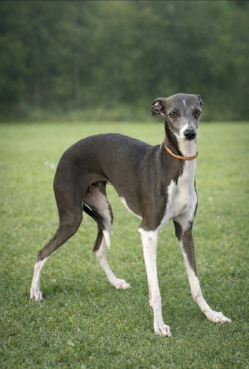 Italian greyhound pups