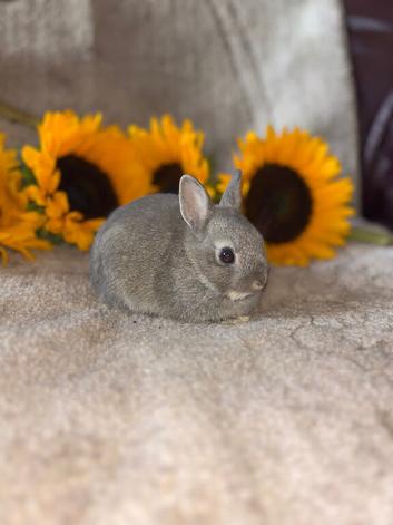 Netherland dwarf baby&rsquo;s