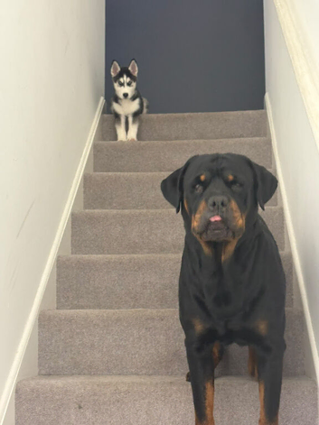Stud full breed Rottweiler