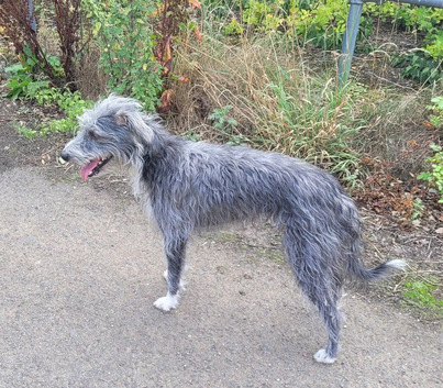 Bedlington x whippet bitch