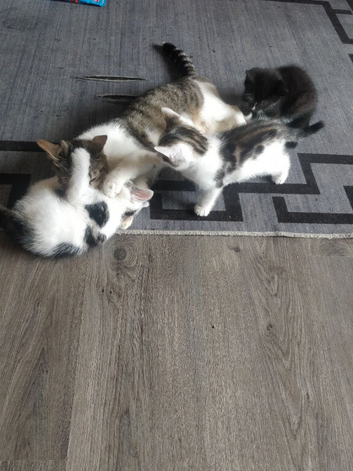Kitten