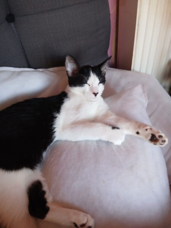 Black and white cat for sale