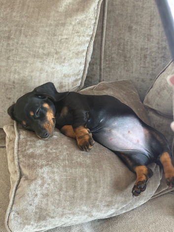 Bella