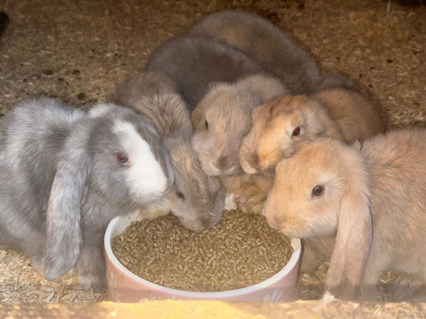 Pedigree giant French lop bunnies